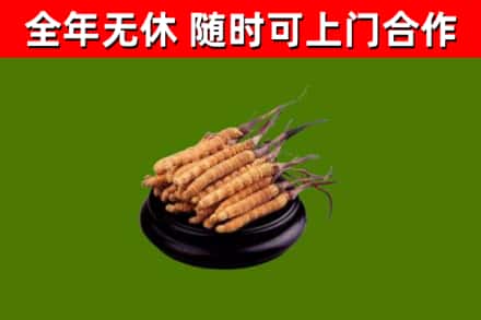 四川省烟酒回收冬虫夏草.jpg