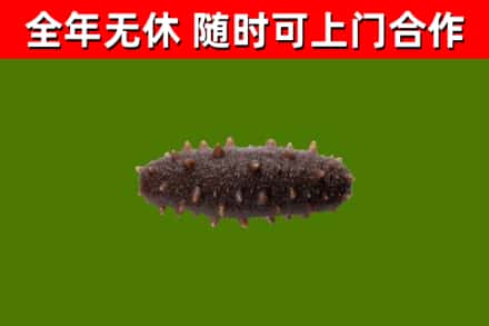四川省烟酒回收干海参.jpg
